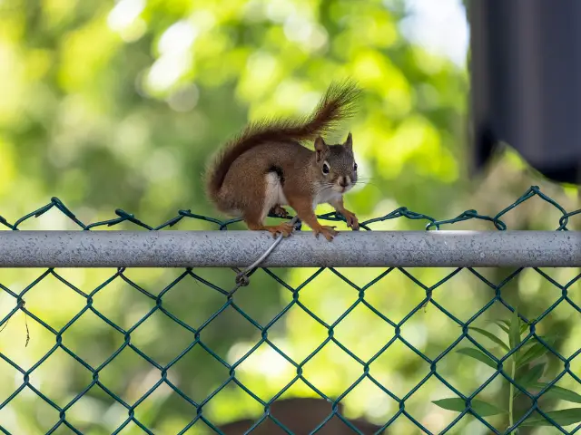 squirrel on a barb wire