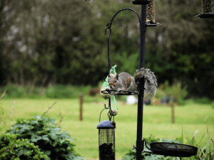 squirrel on a pole with feeder