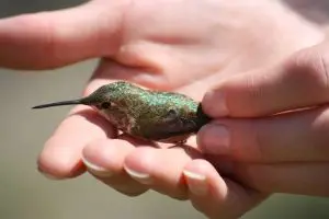 tiny hummingbird on a guys palm