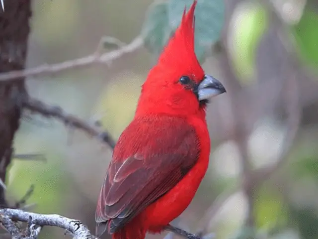 red and black cardinal