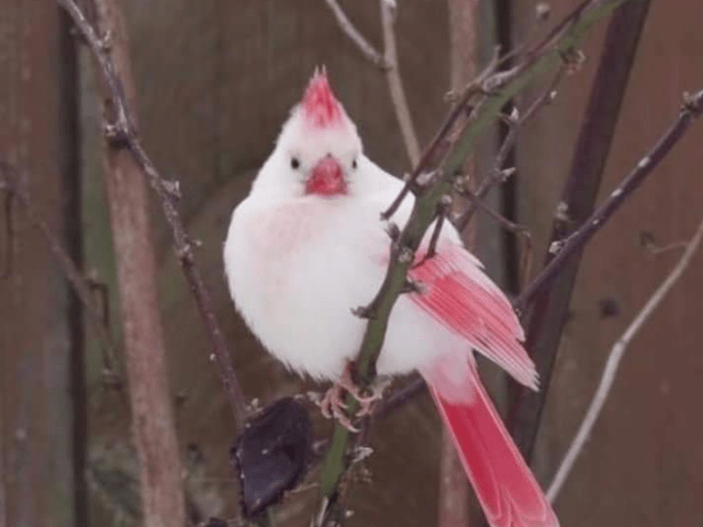 white cardinal with light red crest