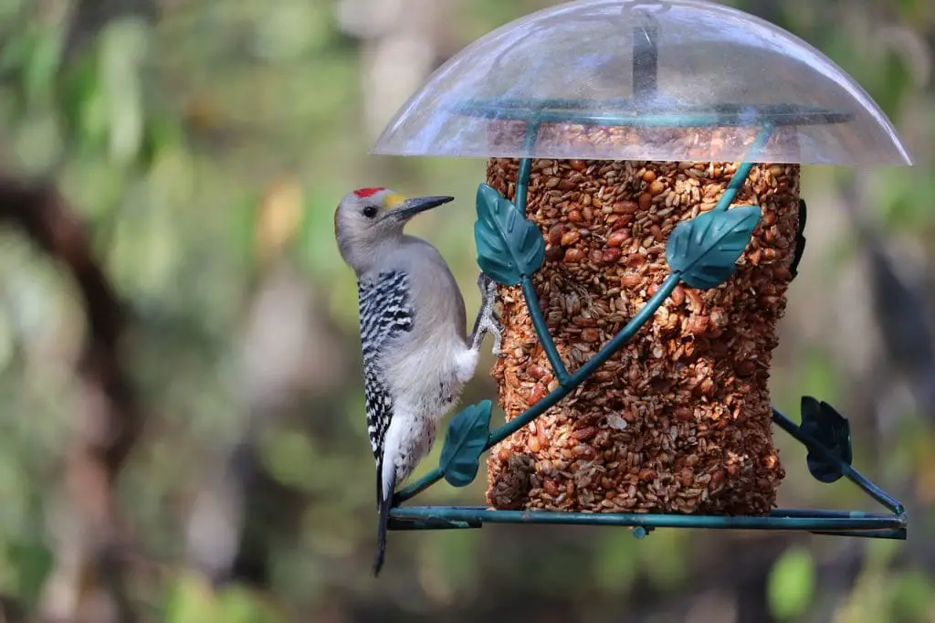 bird eating on a bird feeder