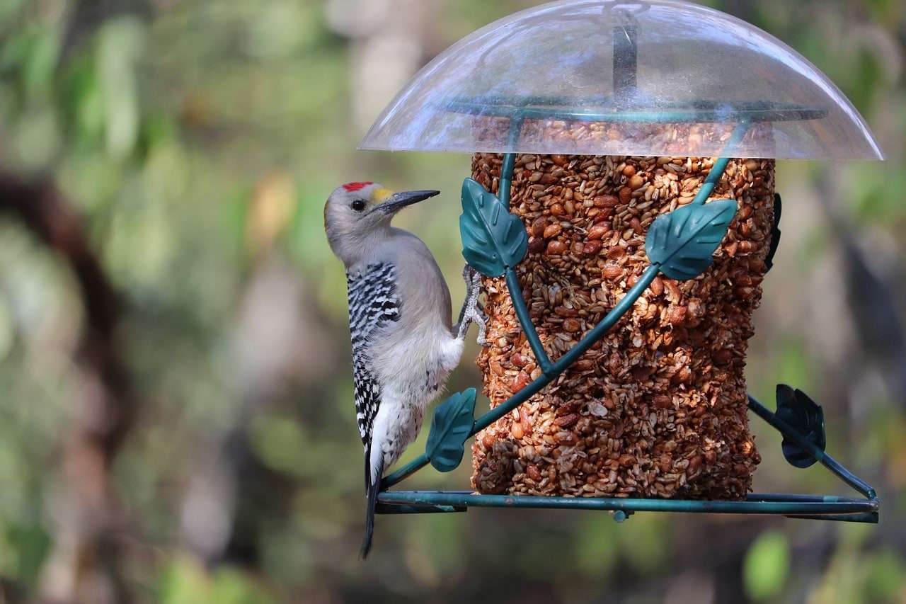 Woodpecker at feeder