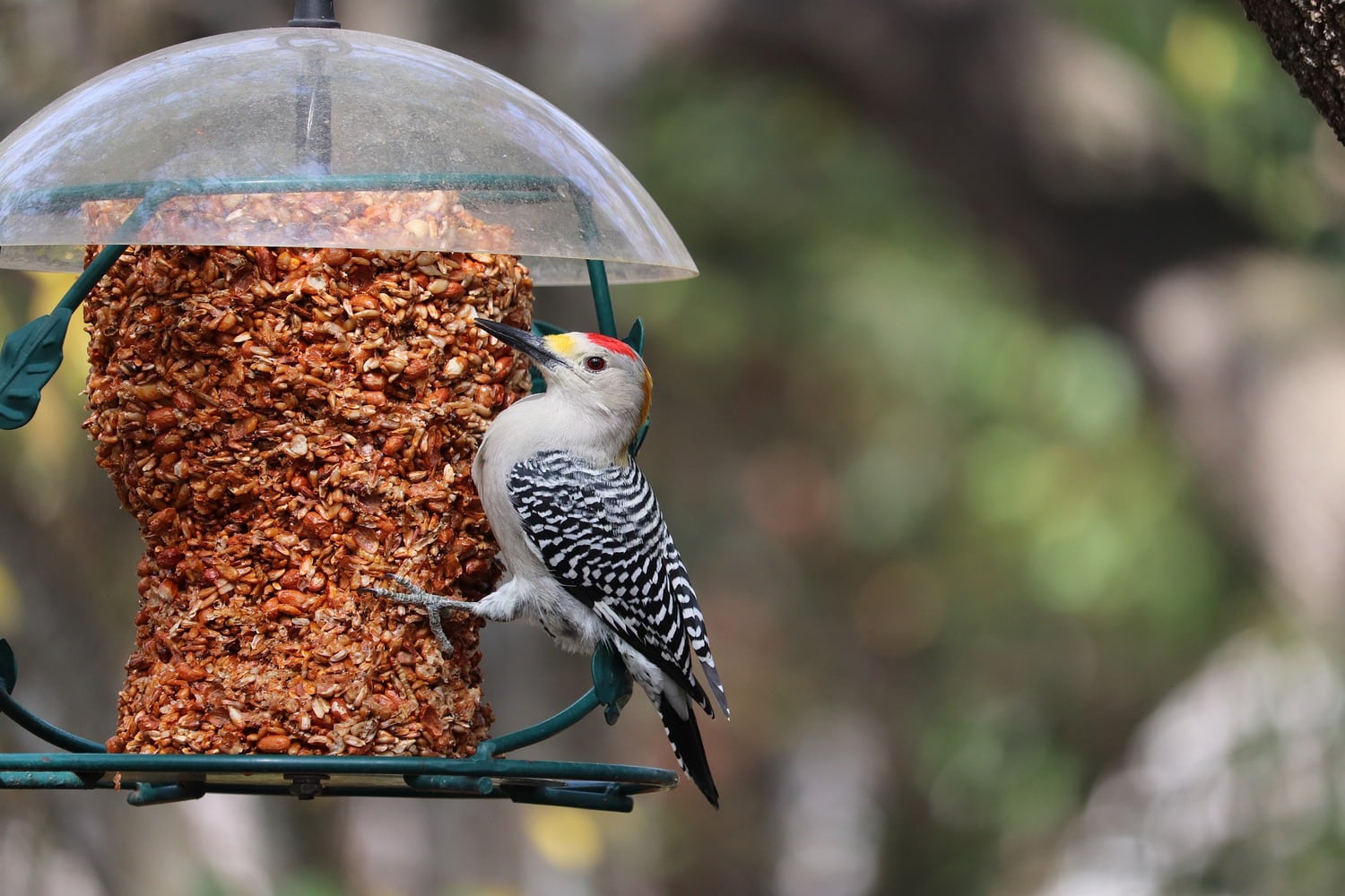 woodpecker feeder - featured image