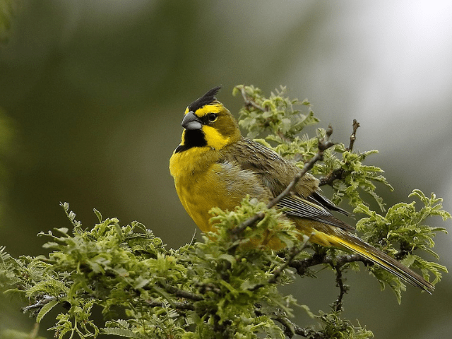 rare yellow northern cardinal on a tree