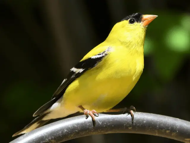 goldfinch in the forest