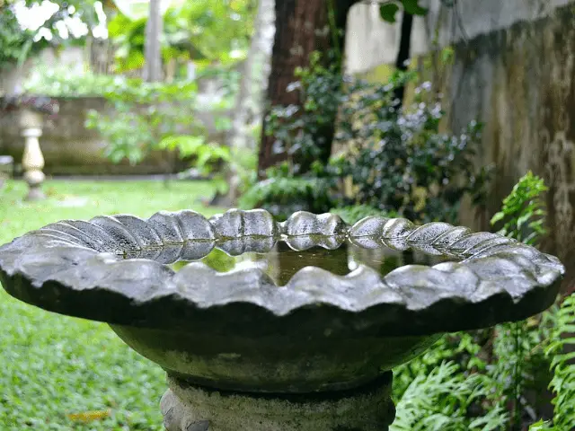 Bird Bath in a garden