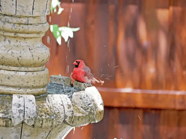 red cardinal with water