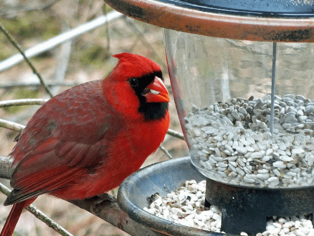 cardinal eating birdseeds