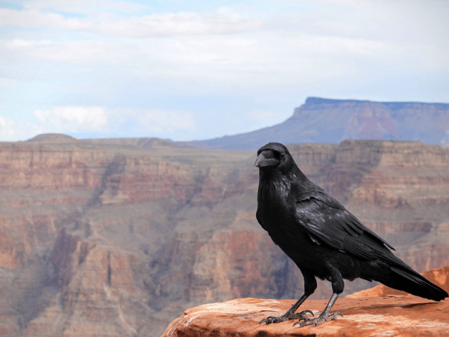 black crow on top of Grand Canyon, Arizona