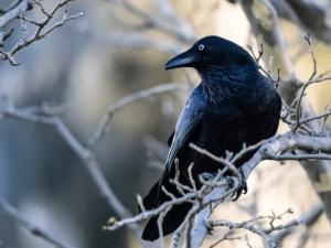 Crow on a branch of tree