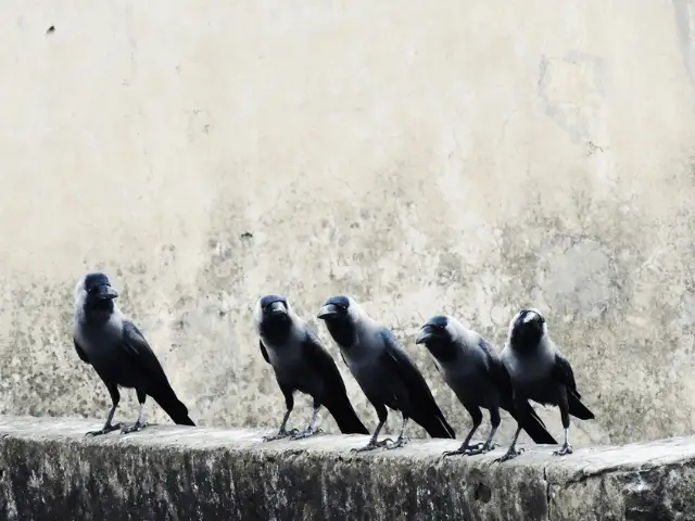 How to Attract Crows: Foolproof Guide to Befriend Them