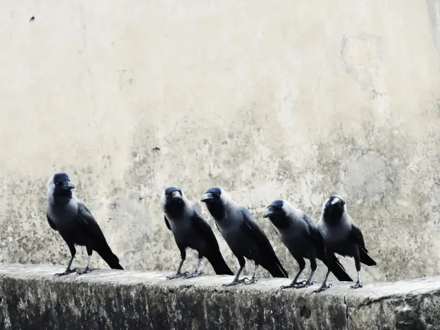 five black crow birds