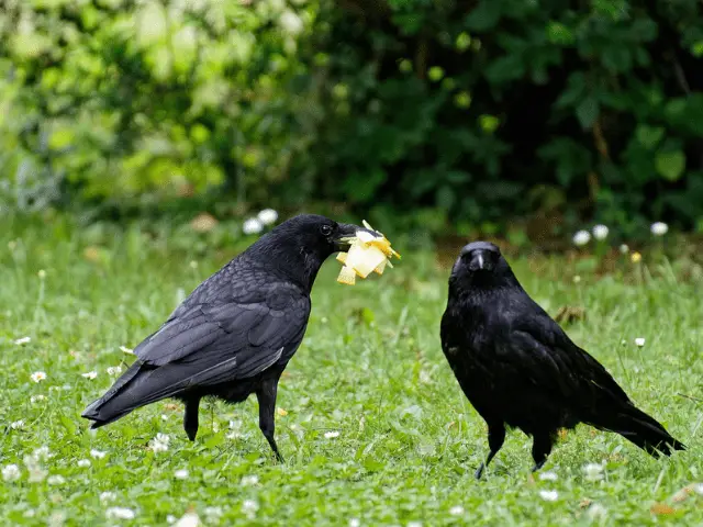 two crows on a garden