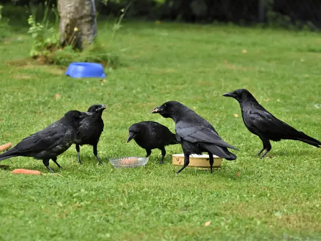 Group of crows on yard