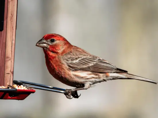 8 Finches In Michigan: Guide To These Eye-Catching Songbirds - Love The ...