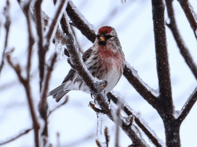 white and red redpoll