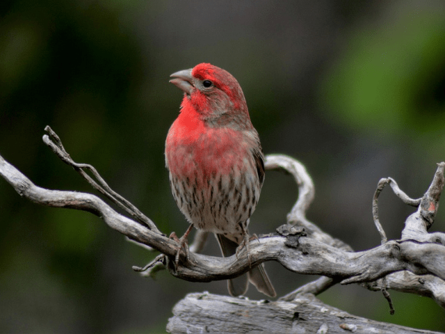 red and white finch on a tree
