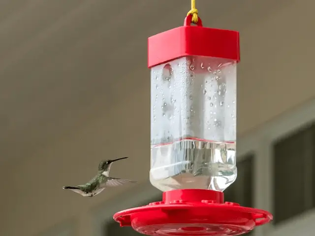 red Hummingbird feeder