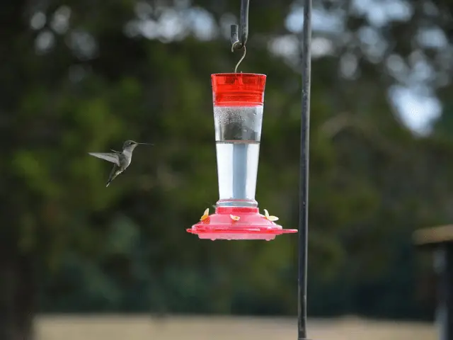 red hummingbird feeder in a pole