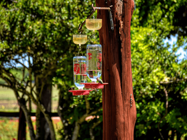 two hummingbird feeders on a tree