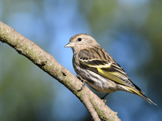Brown and gold siskin on a tree
