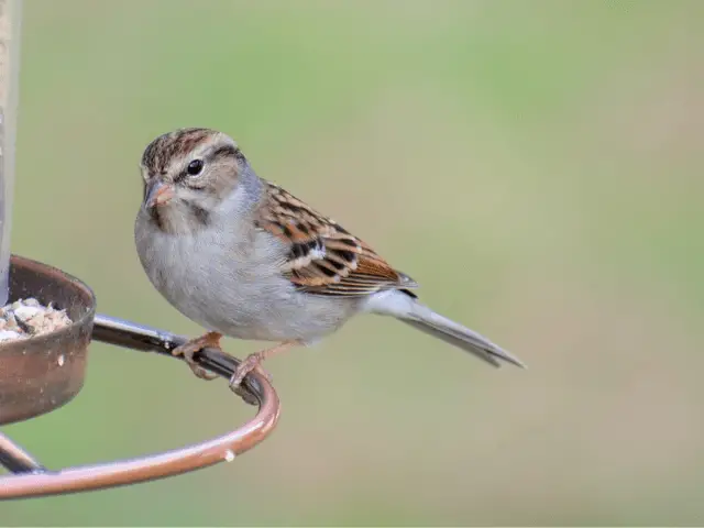 white and brown bird on a feeder