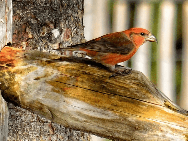 Adult male red and brown crossbill