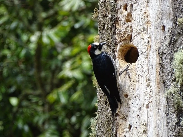 black and white woodpecker making a hole on a tree