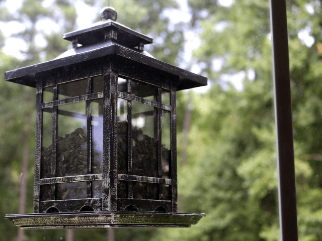black bird feeder house