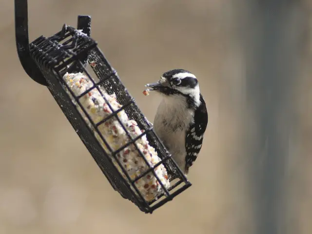 downy woodpecker on a bird feeder