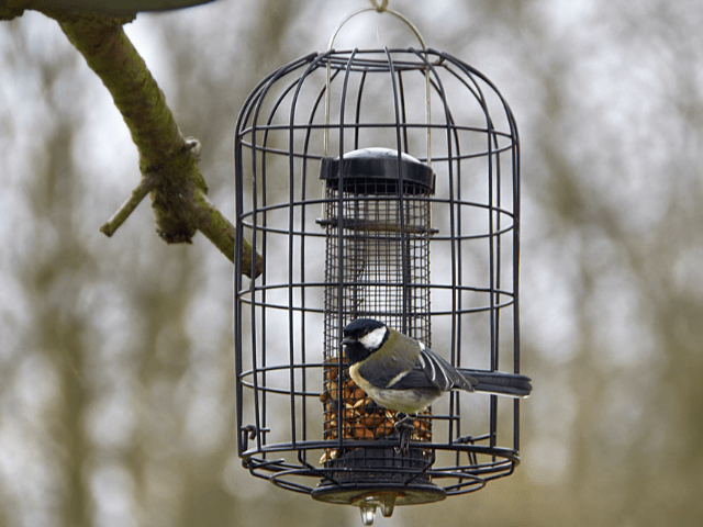bird feeder in a cage