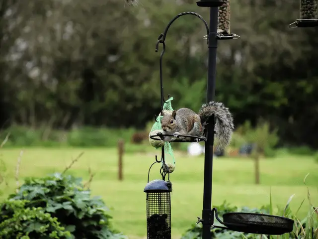 squirrel on top of bird feeder
