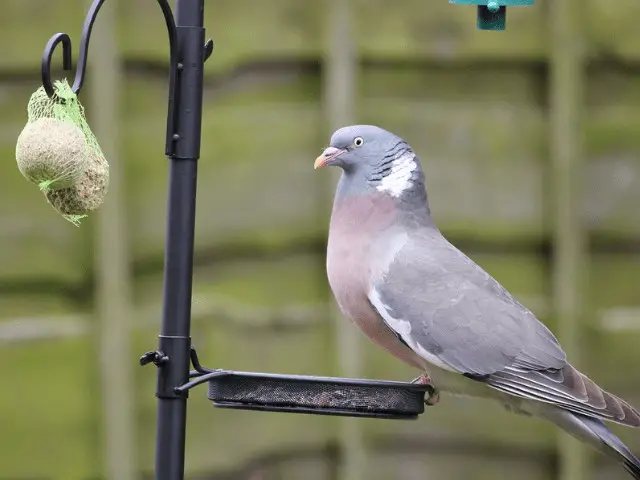 dove on a bird feeder