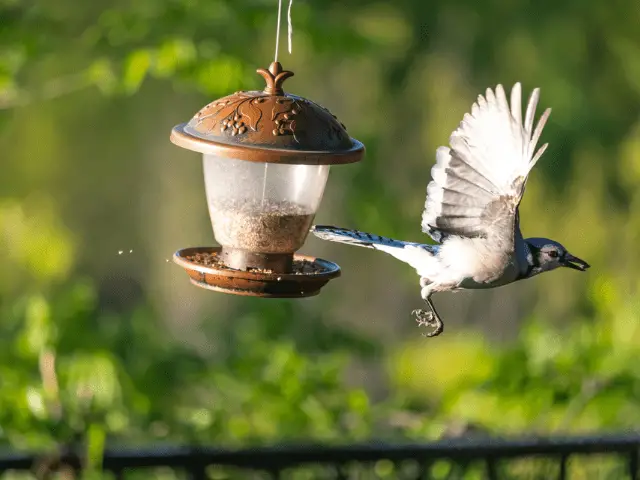 bird flying away from bird feeder