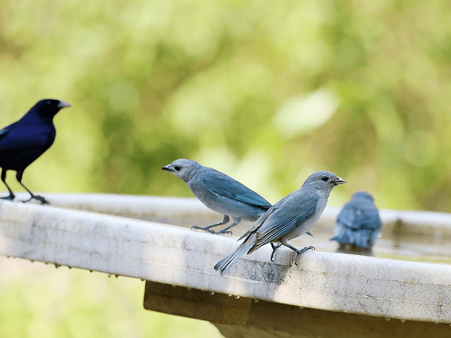 blue birds drinking water