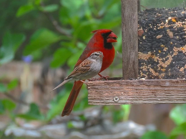 red cardinal on bird feeder