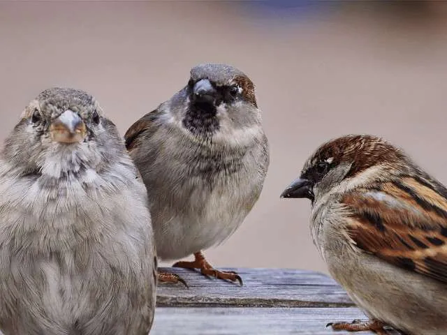Group of House Sparrows