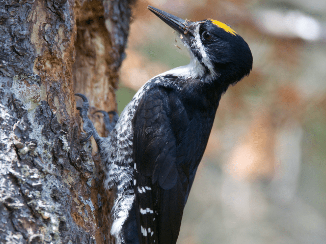 black woodpecker on a tree
