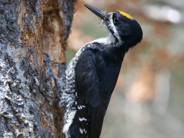 Black Backed Woodpecker on a tree