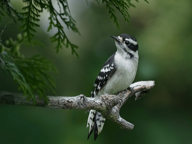 white and gray woodpecker in a forest