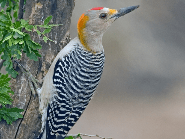 gold and gray woodpecker