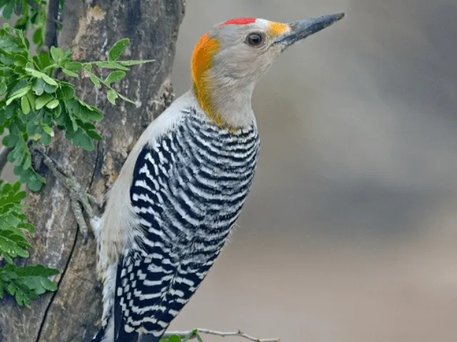 Golden-fronted Woodpecker on a tree