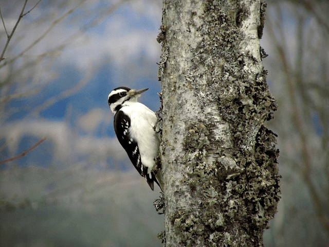 white and black woodpecker on a tree
