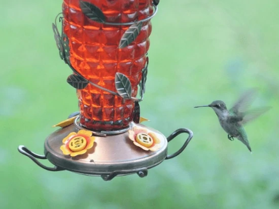 Where To Hang A Hummingbird Feeder Find The Perfect Spot Love The Birds 0050