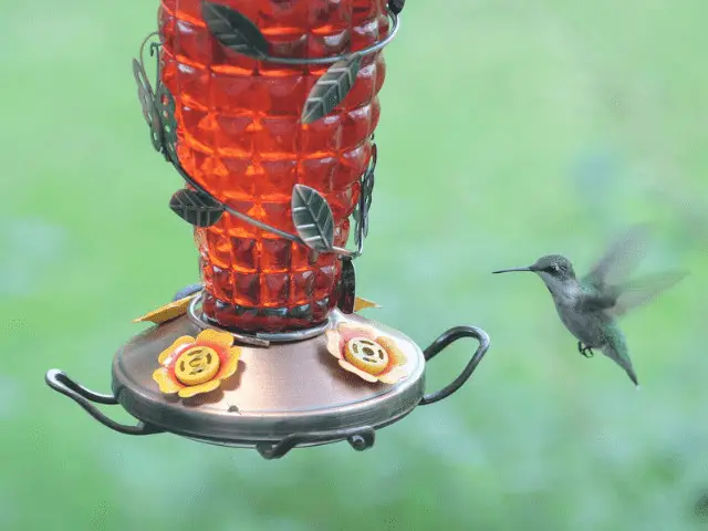 hummingbird flying towards a red feeder