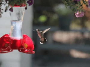 hummingbird flying towards a red feeder