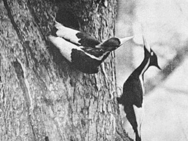 two black and white woodpecker beside a tree
