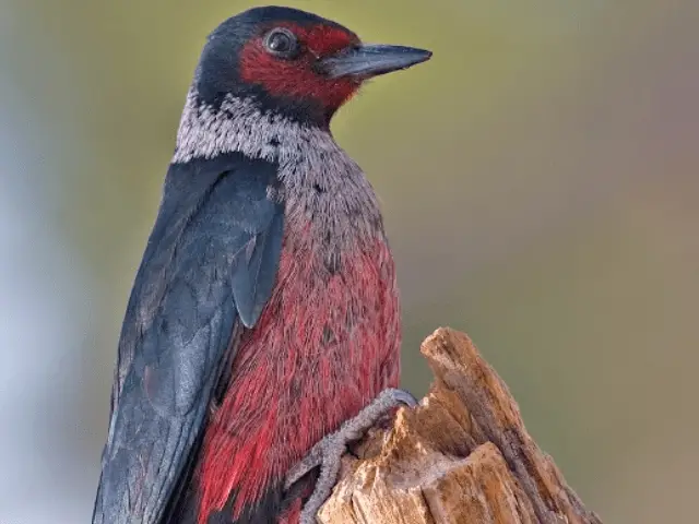 red and black woodpecker