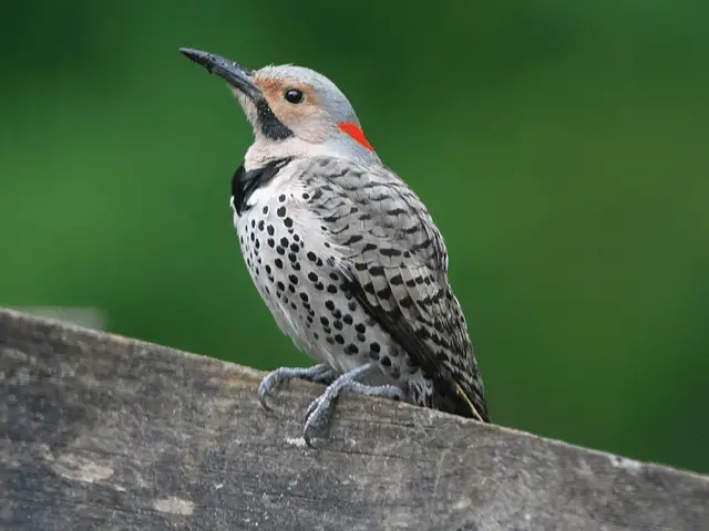 Gray and white woodpecker